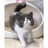 エキゾチックショートヘア