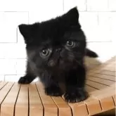 エキゾチックショートヘア【和歌山県・女の子・2025年5月14日・ブラック】の写真2