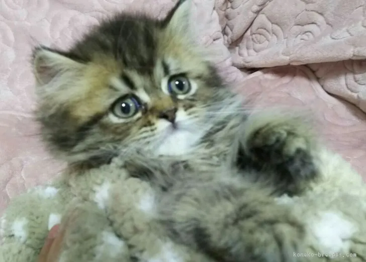 ID：1610-00918の子猫