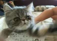 神園 剛 様のお迎えした子猫