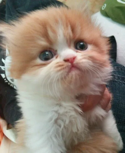 ID：1505-00033の子猫