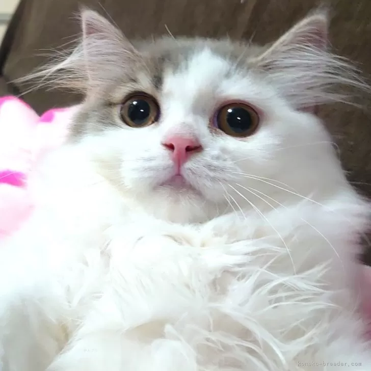 ID:2405-00781の子猫