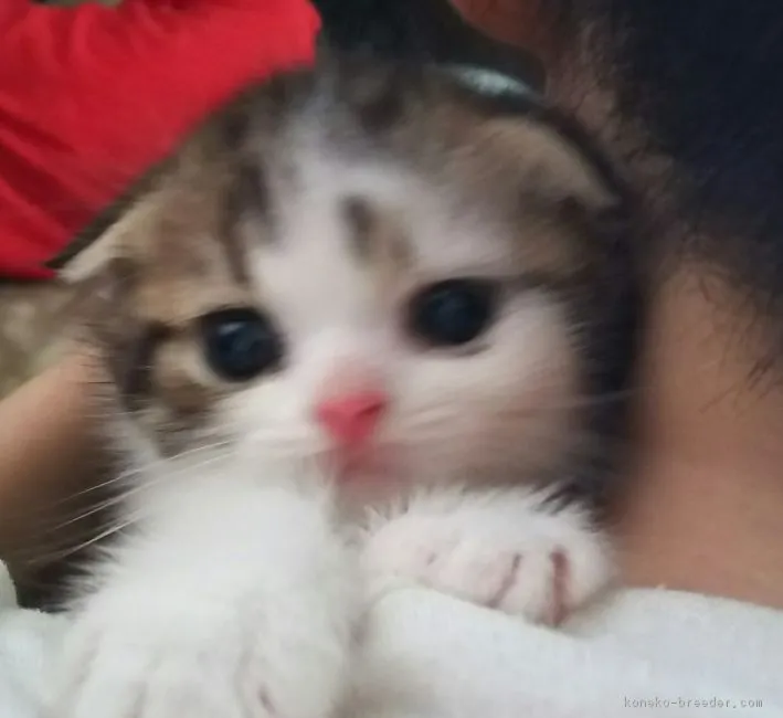 77an 様のお迎えした子猫