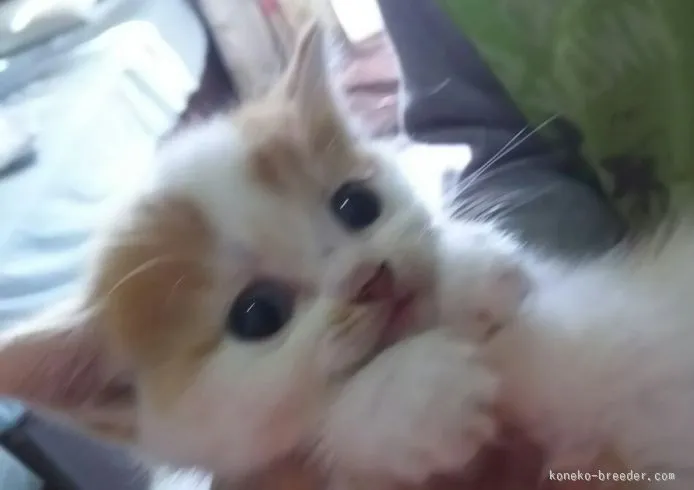 よっちママ 様のお迎えした子猫