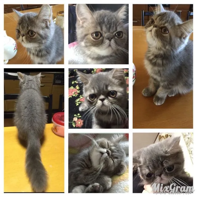 ID：1511-00331の子猫