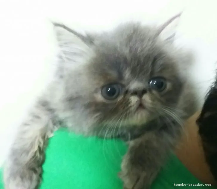 ID：1610-00494の子猫