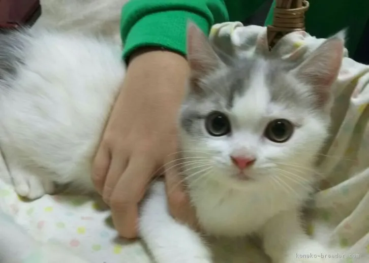 夜更かし猫 様のお迎えした子猫