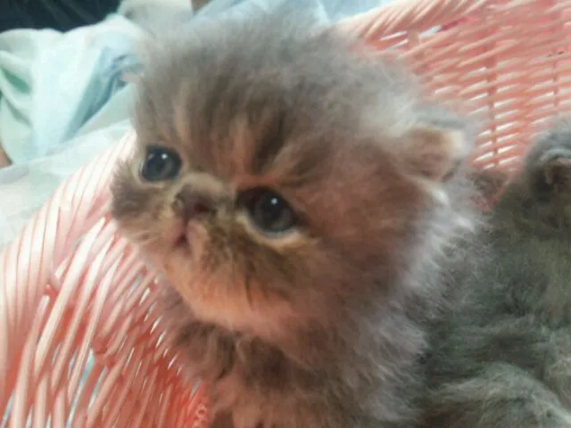 yosan 様のお迎えした子猫