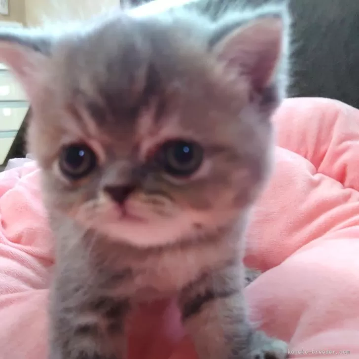 ID：2409-03195の子猫