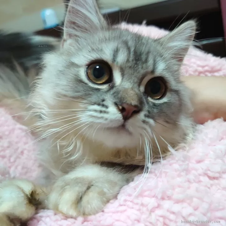 ID：2411-02215の子猫
