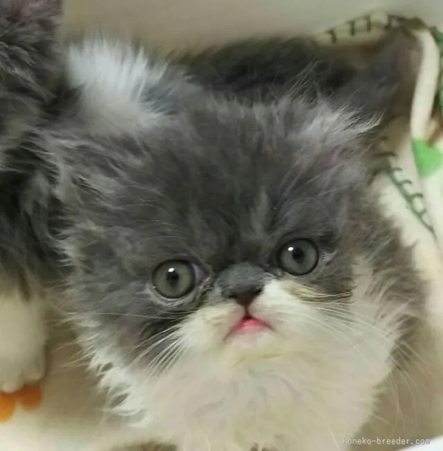 ID：1602-00006の子猫