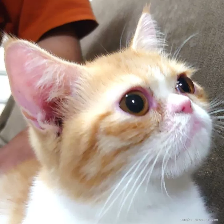 ID：2402-02463の子猫