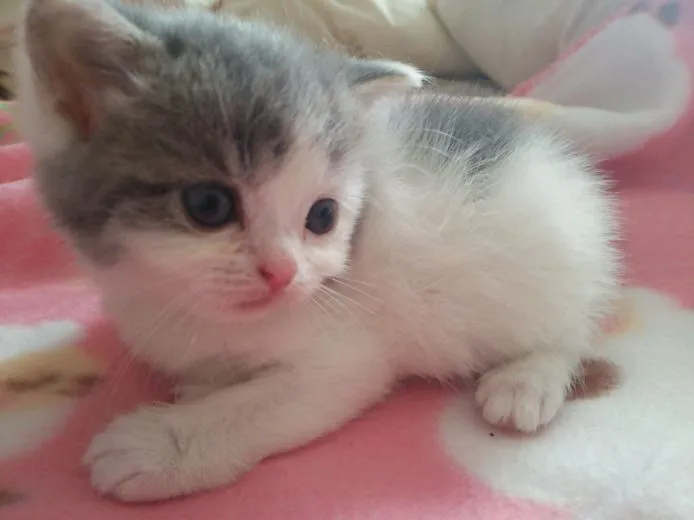 ゆーちゃん 様のお迎えした子猫