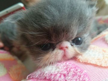 エキゾチックショートヘア【愛知県・女の子・2015年4月26日・ブルー&ホワイト（セミロング）】の写真「とっても可愛い子ですよ。」