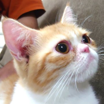 エキゾチックショートヘア【愛知県・男の子・2023年10月16日・レッドタビー&ホワイト（ショートヘアー）】の写真「お鼻が長めの元気いっぱいな男の子になります。」