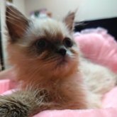 ヒマラヤン