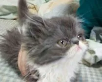 エキゾチックショートヘア【愛知県・男の子・2015年11月30日・ブルー&ホワイト】の写真2