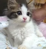 ミヌエット(長足)【愛知県・男の子・2024年4月25日・ブラウンタビー&ホワイト】の写真4