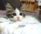 ミヌエット(長足)【愛知県・男の子・2024年4月25日・ブラウンタビー&ホワイト】の写真5