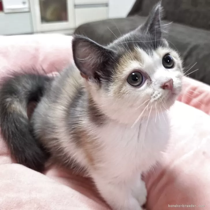 ID：2510-00253の子猫