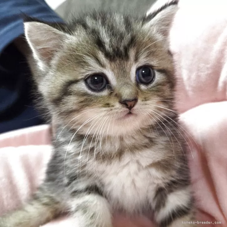 ID：2508-00081の子猫