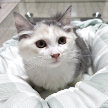 マンチカン(短足)【愛知県・女の子・2025年8月1日・ダイリュートキャリコ（ロングヘアー）】の写真「少し慎重な女の子になります。」