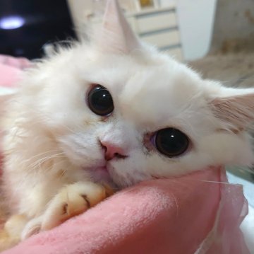 スコティッシュフォールド(立ち耳)【愛知県・男の子・2024年9月16日・クリーム&ホワイト（ロングヘアー）】の写真「元気いっぱいな男の子になります。」