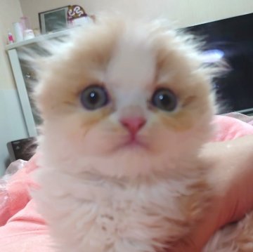 スコティッシュフォールド(折れ耳)【愛知県・男の子・2025年1月20日・クリーム&ホワイト（ロングヘアー）】の写真「めちゃくちゃ元気な子になります。」