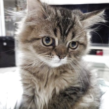 ペルシャ【愛知県・女の子・2025年7月12日・ブラウンタビー（ロングヘアー）】の写真「たれ目ちゃんの女の子になります。」
