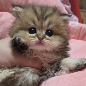 ペルシャ(チンチラ)【愛知県・女の子・2025年3月4日・チンチラゴールデン（ロングヘアー）】の写真「ふわふわな女の子になります。」