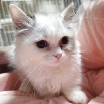 ミヌエット(短足)【愛知県・女の子・2025年7月15日・ダイリュートキャリコ（ロングヘアー）】の写真「ふわふわな短足の女の子になります。」