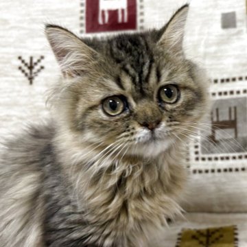 ペルシャ【愛知県・女の子・2025年7月12日・ブラウンタビー（ロングヘアー）】の写真「たれ目ちゃんの女の子になります。」