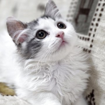 ミヌエット(長足)【愛知県・男の子・2025年9月17日・ブルータビー&ホワイト（ロングヘアー）】の写真「元気いっぱいな男の子になります。」