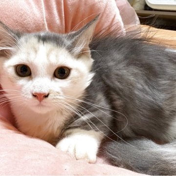 マンチカン(短足)【愛知県・女の子・2025年8月1日・ダイリュートキャリコ（ロングヘアー）】の写真「少し慎重な女の子になります。」