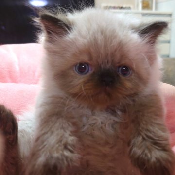 ヒマラヤン【愛知県・男の子・2025年2月3日・シールポイント（ロングヘアー）】の写真「ふわふわな男の子になります。」