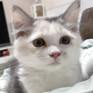 マンチカン(短足)【愛知県・女の子・2025年8月1日・ダイリュートキャリコ（ロングヘアー）】の写真「少し慎重な女の子になります。」