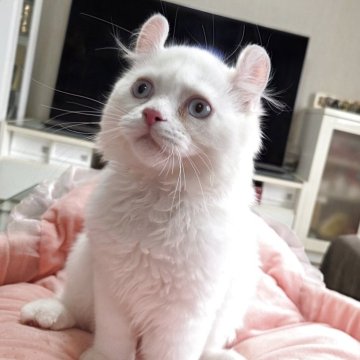 ミヌエット(長足)【愛知県・男の子・2025年7月15日・クリーム&ホワイト（ロングヘアー）】の写真「お耳カールの元気な男の子になります。」