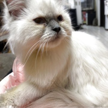 ミヌエット(長足)【愛知県・女の子・2025年3月14日・ブルーポイント（ロングヘアー）】の写真「ふわふわで元気いっぱいな男の子になります。」