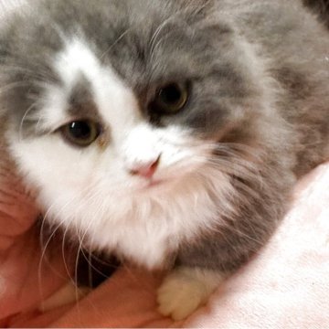 マンチカン(短足)【愛知県・女の子・2025年8月1日・ブルー&ホワイト（ロングヘアー）】の写真「少しビビりな女の子になります。」