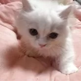 ミヌエット(短足)