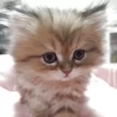 ペルシャ(チンチラ)