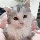 マンチカン(短足)