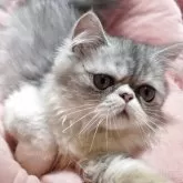 エキゾチックショートヘア