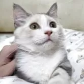 マンチカン(短足)