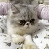 エキゾチックショートヘア