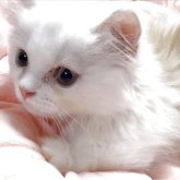ミヌエット(短足)