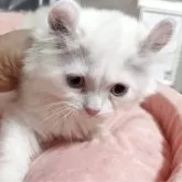 ミヌエット(長足)