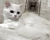 ミヌエット(短足)【愛知県・男の子・2025年7月15日・クリーム&ホワイト】の写真4