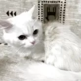 ミヌエット(短足)【愛知県・男の子・2025年7月15日・クリーム&ホワイト】の写真6