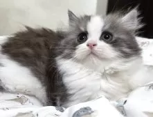 マンチカン(長足)【愛知県・女の子・2025年10月2日・ブルー&ホワイト】の写真7